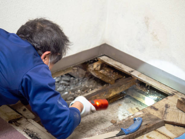 Best Professional Mold Removal  in Cascades, VA