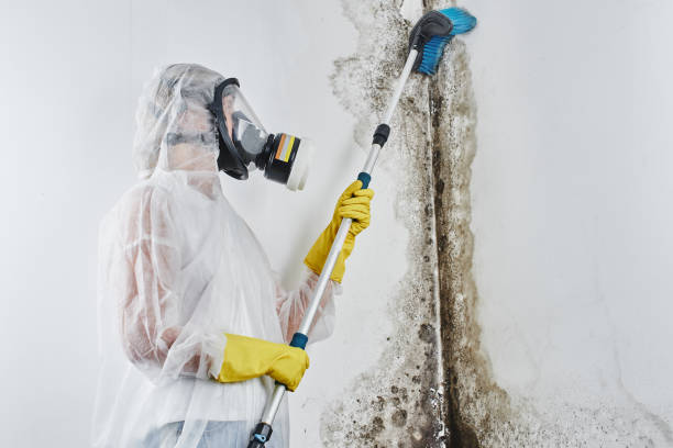 Best Residential Mold Removal  in Cascades, VA