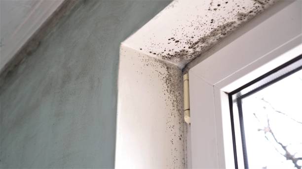 Best Attic Mold Removal  in Cascades, VA