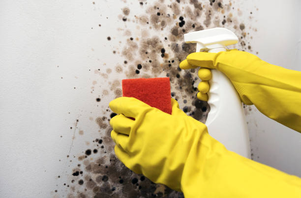 Best Same-Day Mold Removal  in Cascades, VA