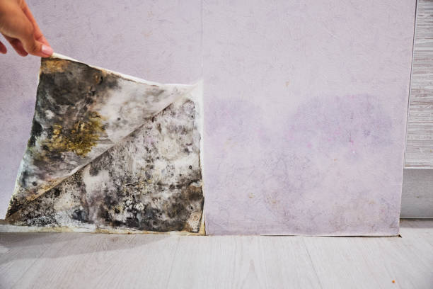 Best Mold Damage Repair  in Cascades, VA
